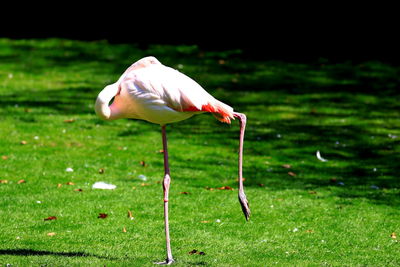 Bird standing in a field