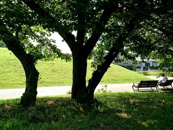 Trees in park