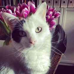 Close-up of white cat