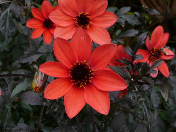 Close-up of flowers blooming outdoors