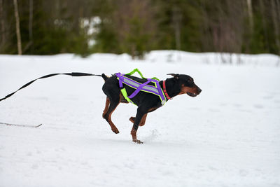 Skijoring dog racing. winter dog sports competition. doberman dog pulls skier. active skiing