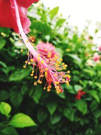 Close-up of red flowering plant