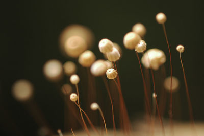 Close-up of fungus growing outdoors