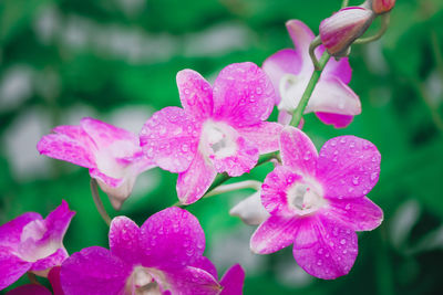 Close-up of wet pink flowers