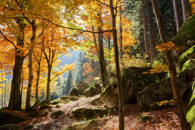 Trees in forest during autumn