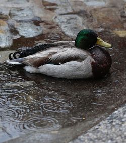 Close-up of duck swimming in lake