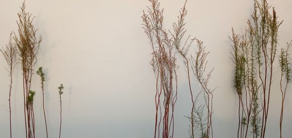 Plants by lake against sky