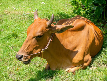 Close-up of a horse on field