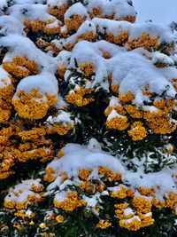 Close-up of snow covered plants