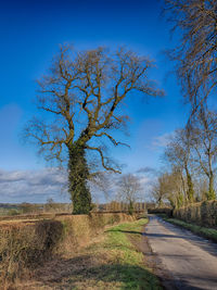 Bare trees on field against blue sky