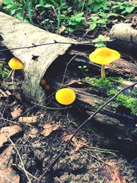 High angle view of yellow mushroom growing on field