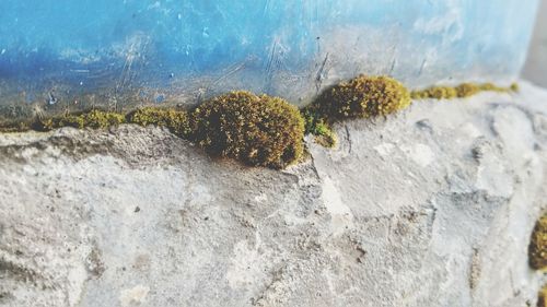 Close-up of crab on sand