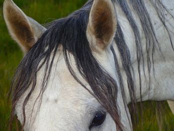 Close-up of horse in field