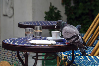 Close-up of bird perching on table