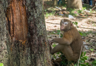 Lion sitting on tree trunk