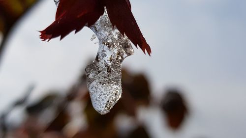 Close-up of snow on leaf during winter