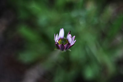 Close-up of pink flower against blurred background