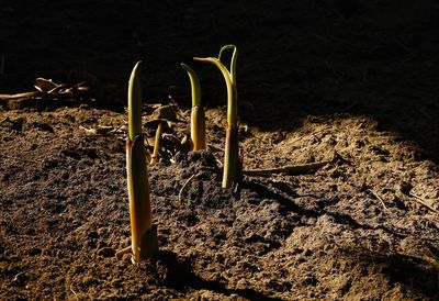 Close-up of plants on sand