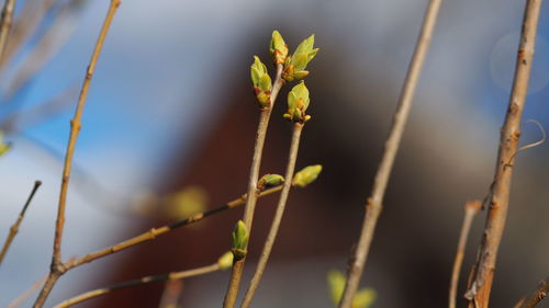 plant