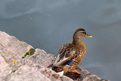 Bird perching on rock by lake