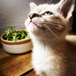 Close-up of cat on table at home