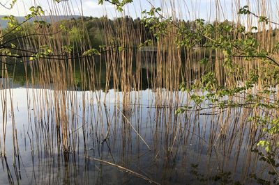 Reflection of trees in lake