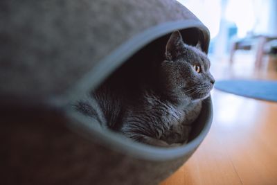 Close-up of cat looking away