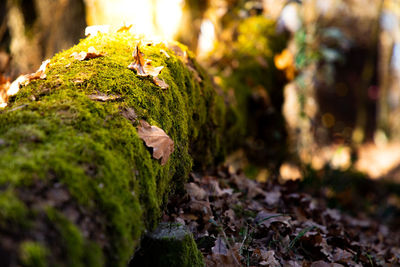 Close-up of mushrooms growing on tree trunk