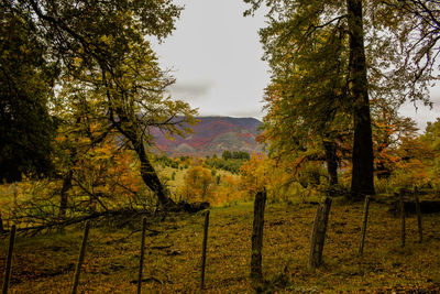 Scenic view of rural landscape