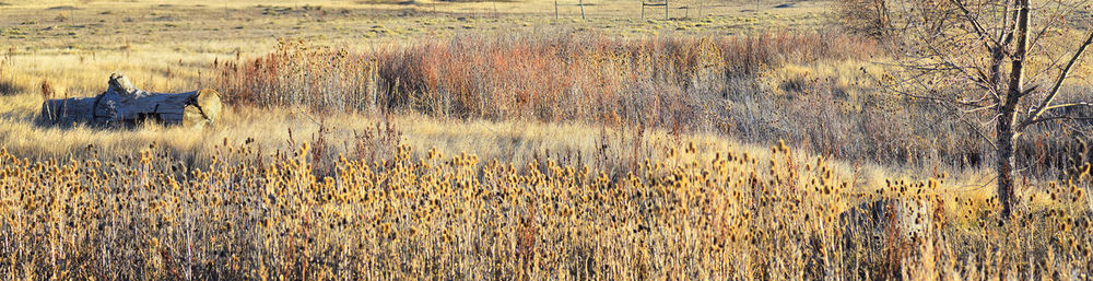 Crops growing on field