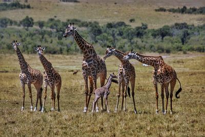 Giraffes on a field