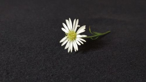 Close-up of flower over white background