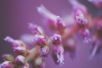 Close-up of pink flowers
