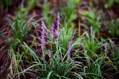 Close-up of purple flowers blooming on field