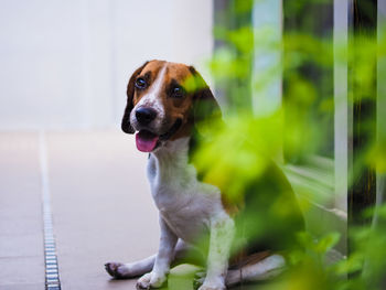 Close-up of dog beagle