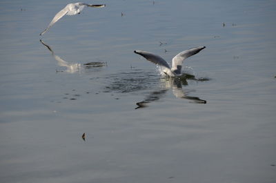 High angle view of birds swimming in lake