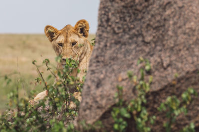 Portrait of lion cub