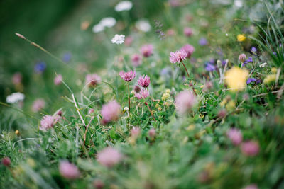 Close-up of flowering plants on field