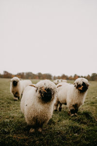 Sheep in a field