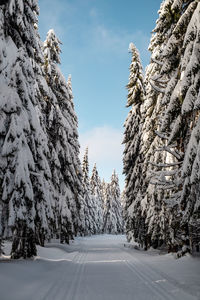 Trees on snow covered land against sky