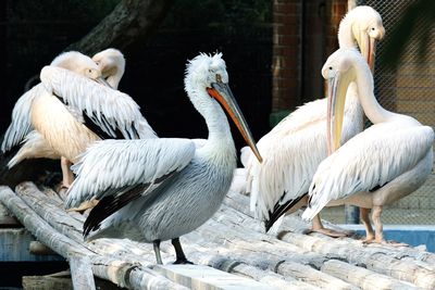 Flock of pelicans perching
