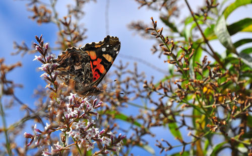 Butterfly perching on flower