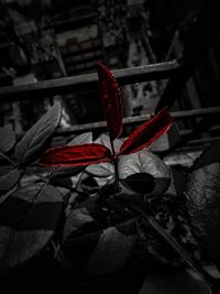 Close-up of red leaves on plant