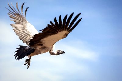 Low angle view of birds flying in sky