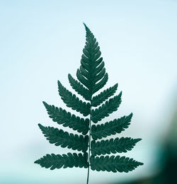 Close-up of fern leaves against sky