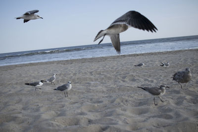 Seagulls flying over beach