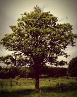 Tree on field against sky