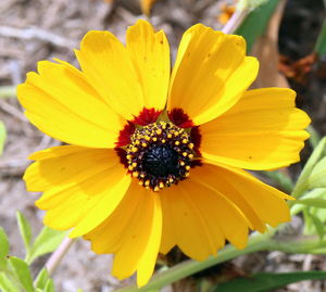 Close-up of yellow flower