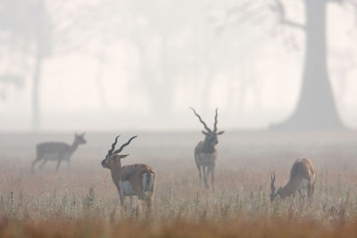 Flock of deer on field against sky