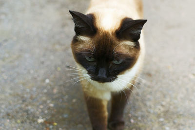 High angle portrait of cat standing outdoors